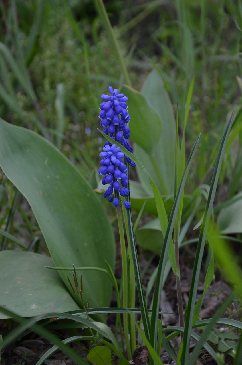 muscari blue spring free photo