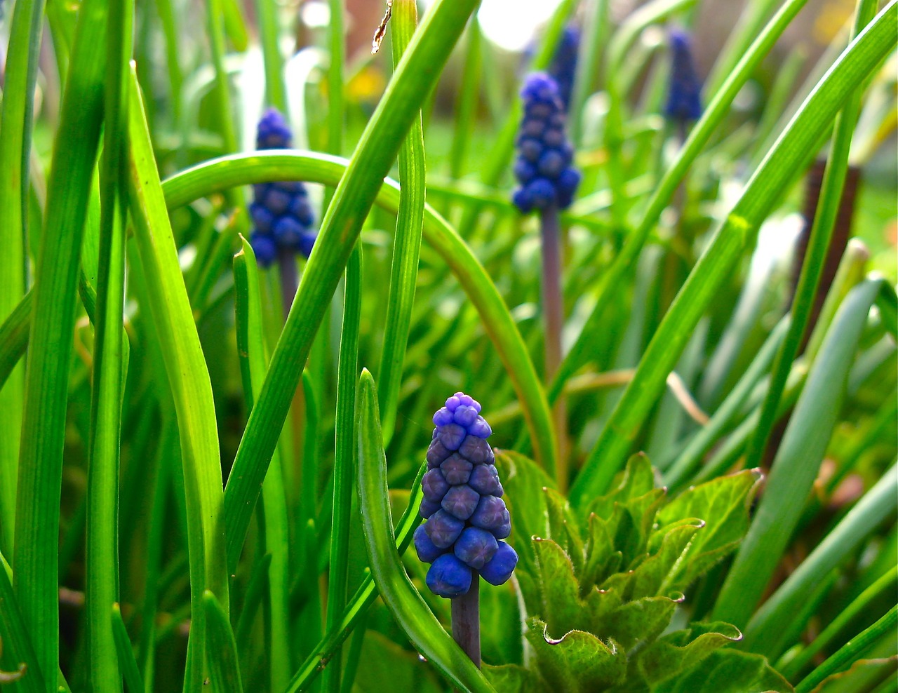 muscari grape hyacinth flowers free photo