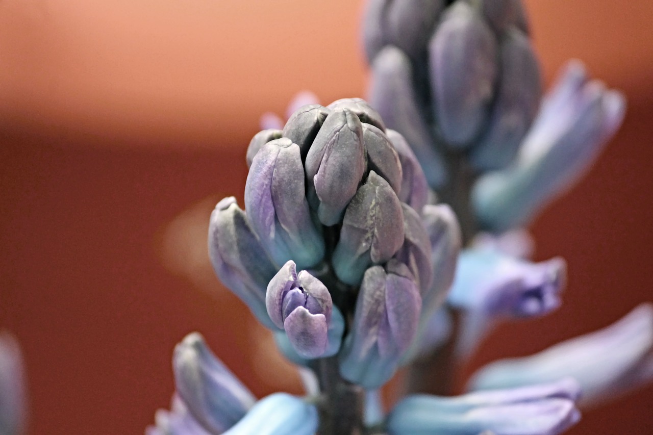 muscari hyacinth bud free photo