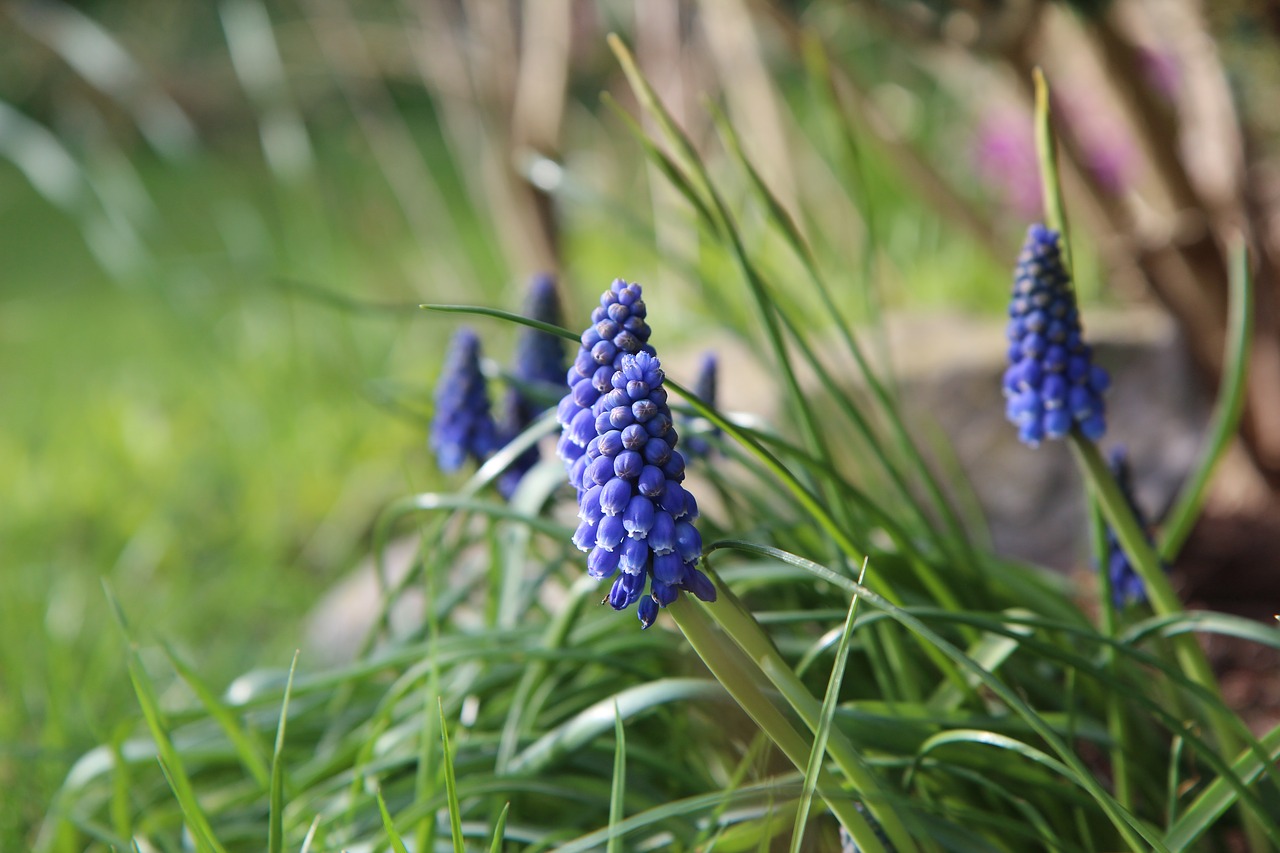 muscari blue flower spring free photo