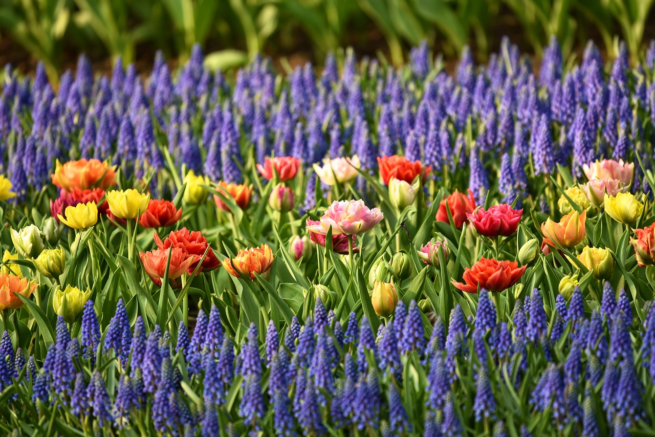 muscari  tulip  flower free photo