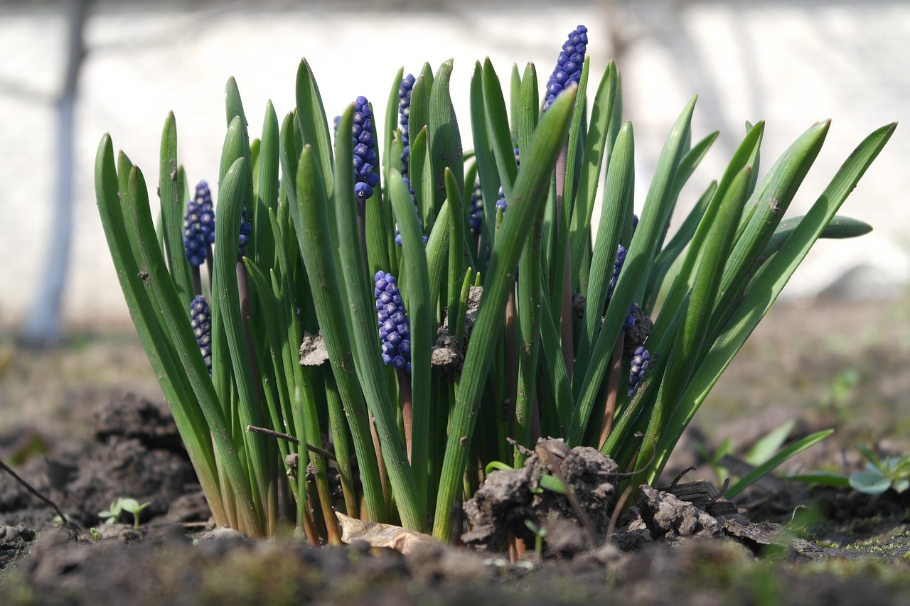 muscari  plant  outdoors free photo