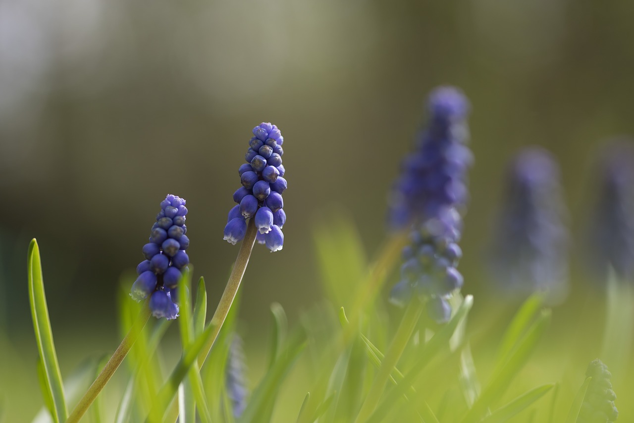 muscari  green  summer free photo