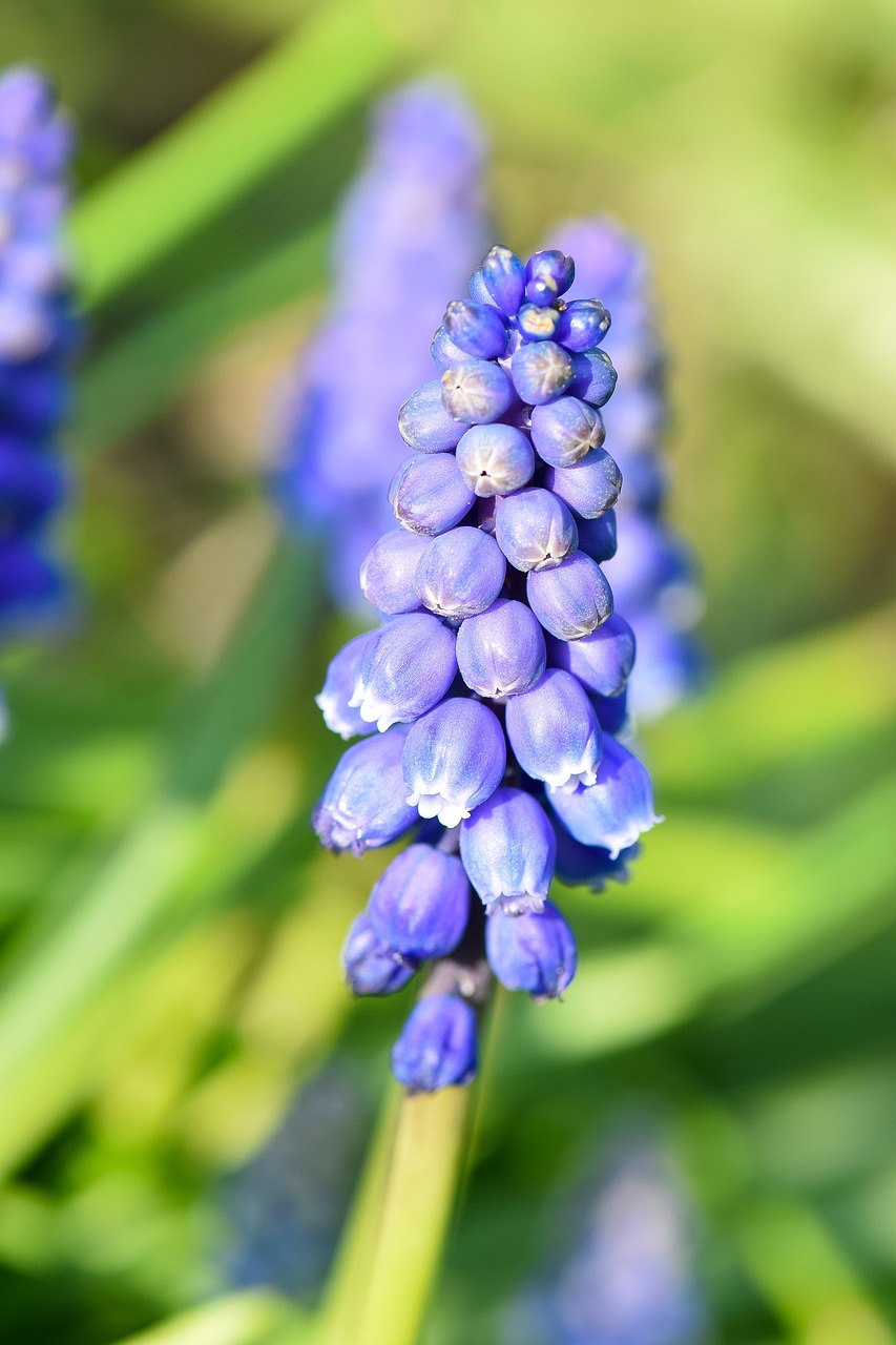 muscari  spring  garden free photo