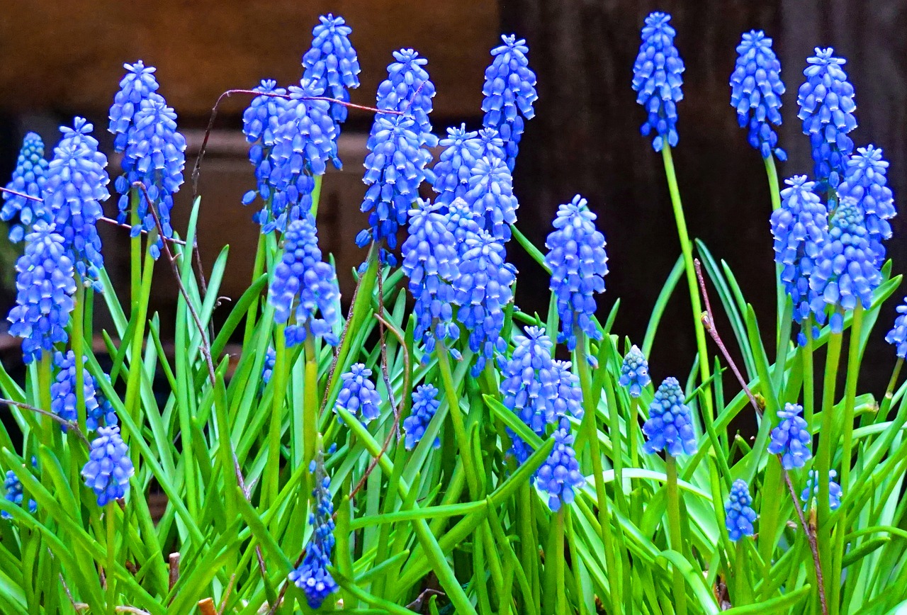 muscari  blue  flower free photo