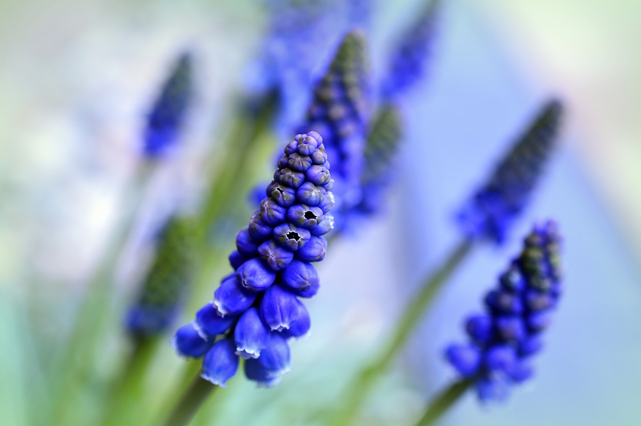 muscari  hyacinth  bergmaennchen free photo