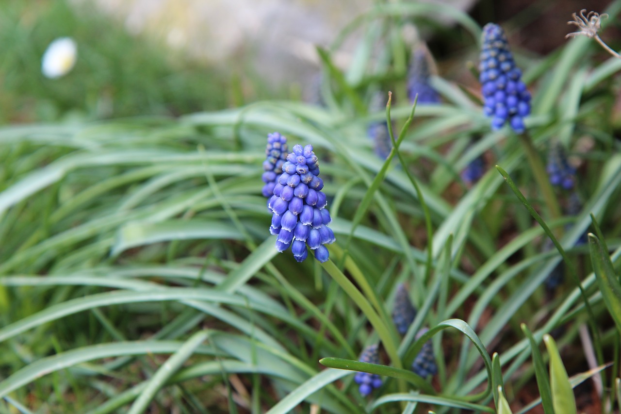 muscari  bulb  blue free photo