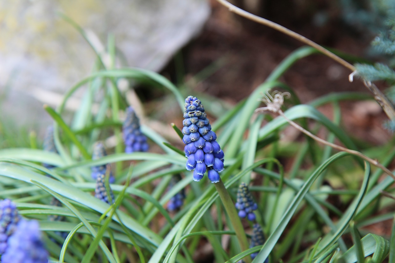 muscari  bulb  blue free photo