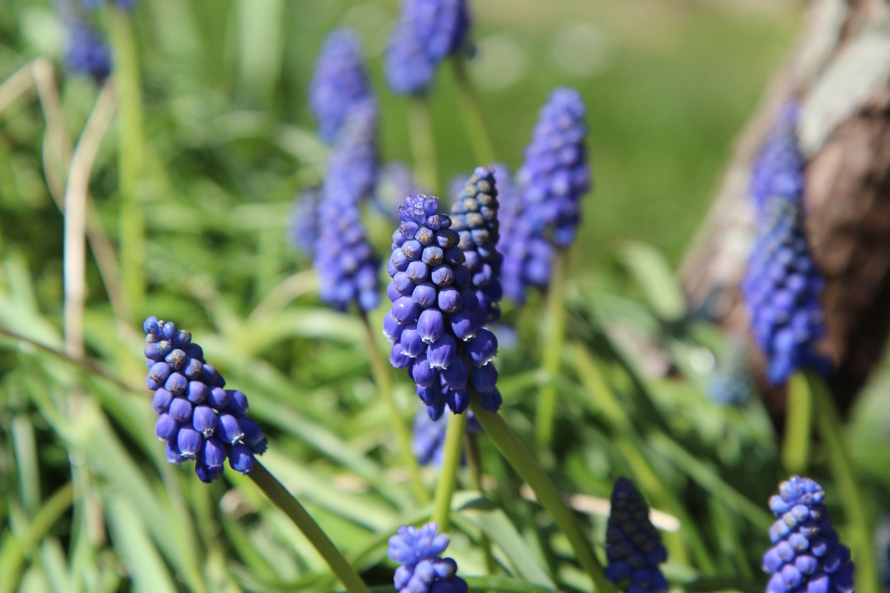 muscari  flowers  flowering free photo