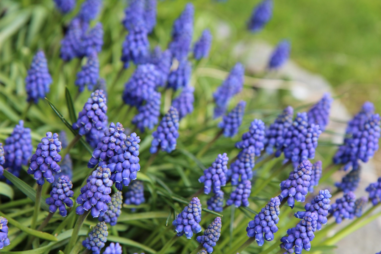muscari  flowering  blue free photo