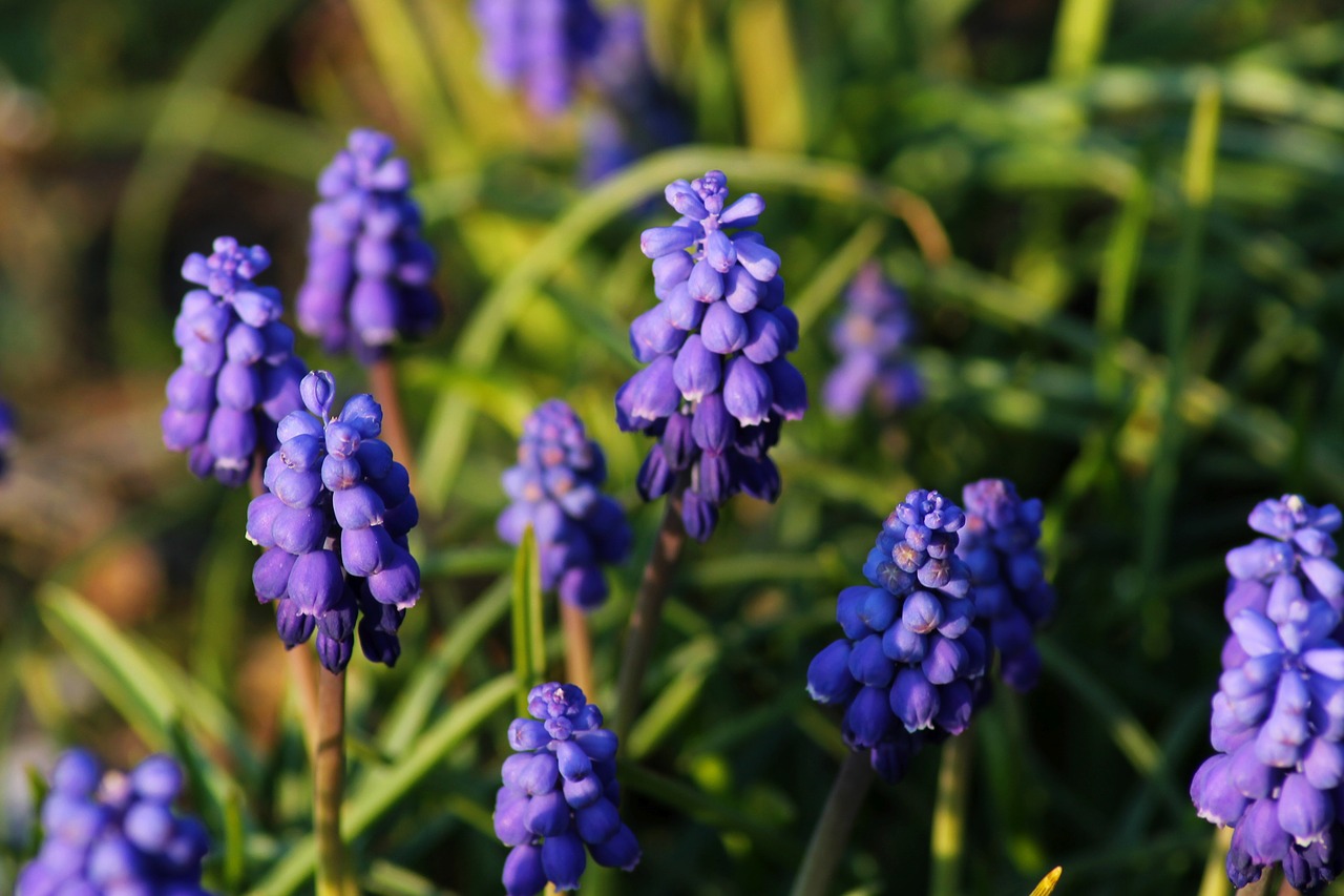 muscari  blue  purple free photo