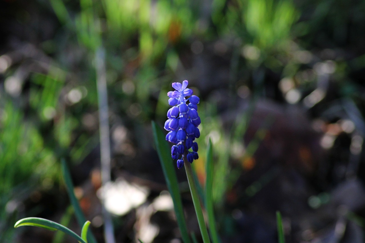 muscari  hyacinth  spring free photo