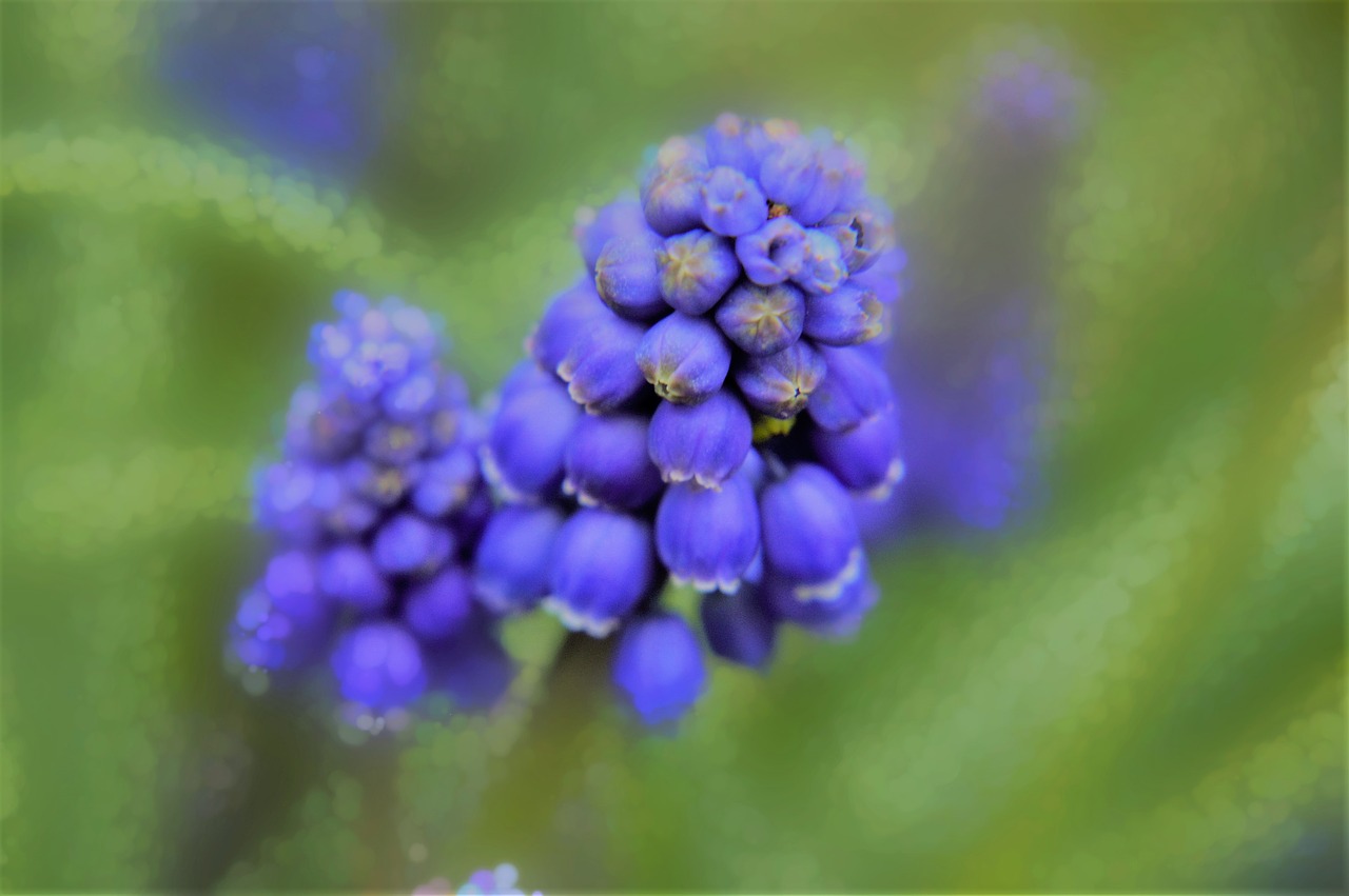 muscari  flower  plant free photo