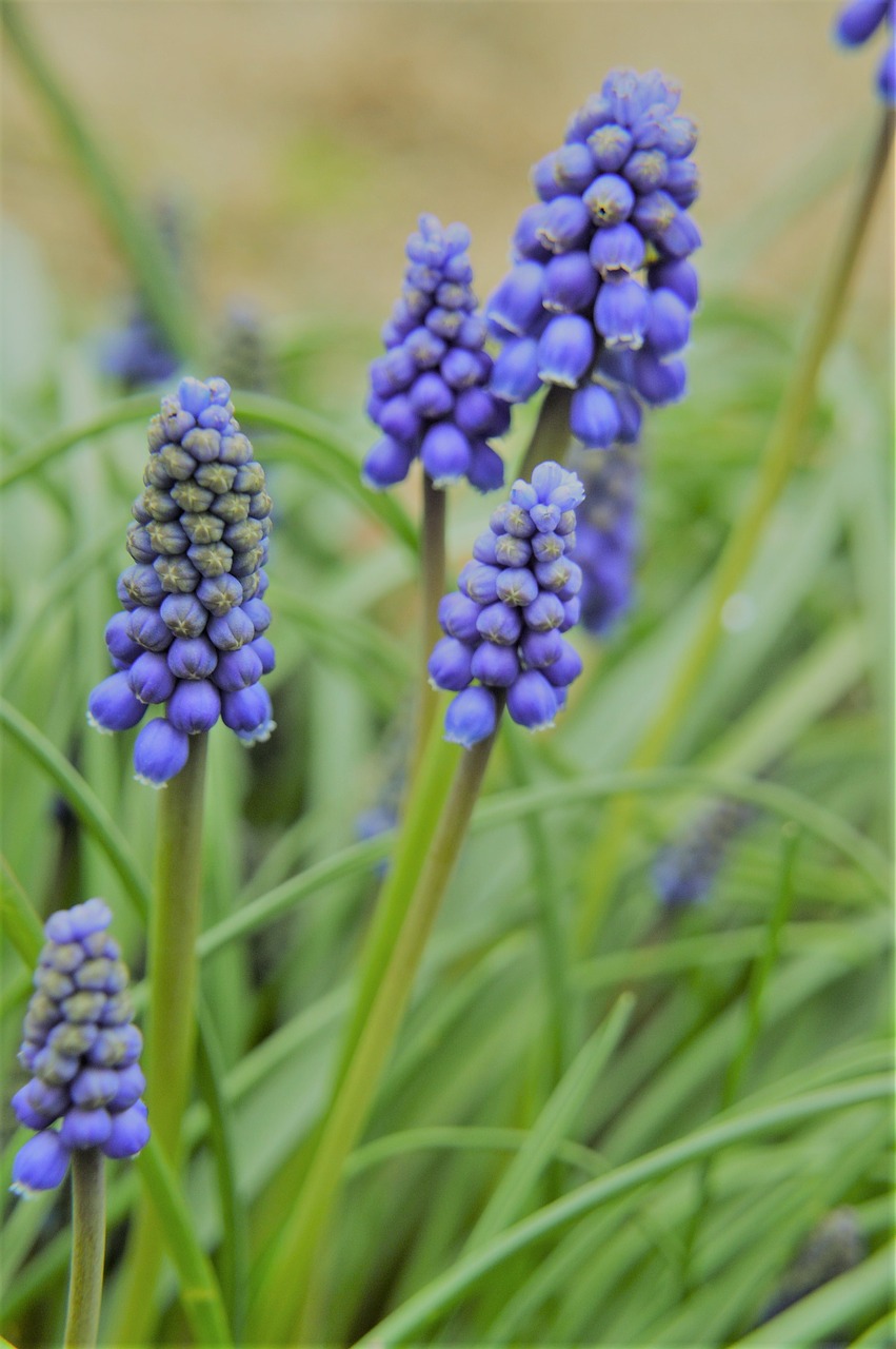 muscari  flower  plant free photo