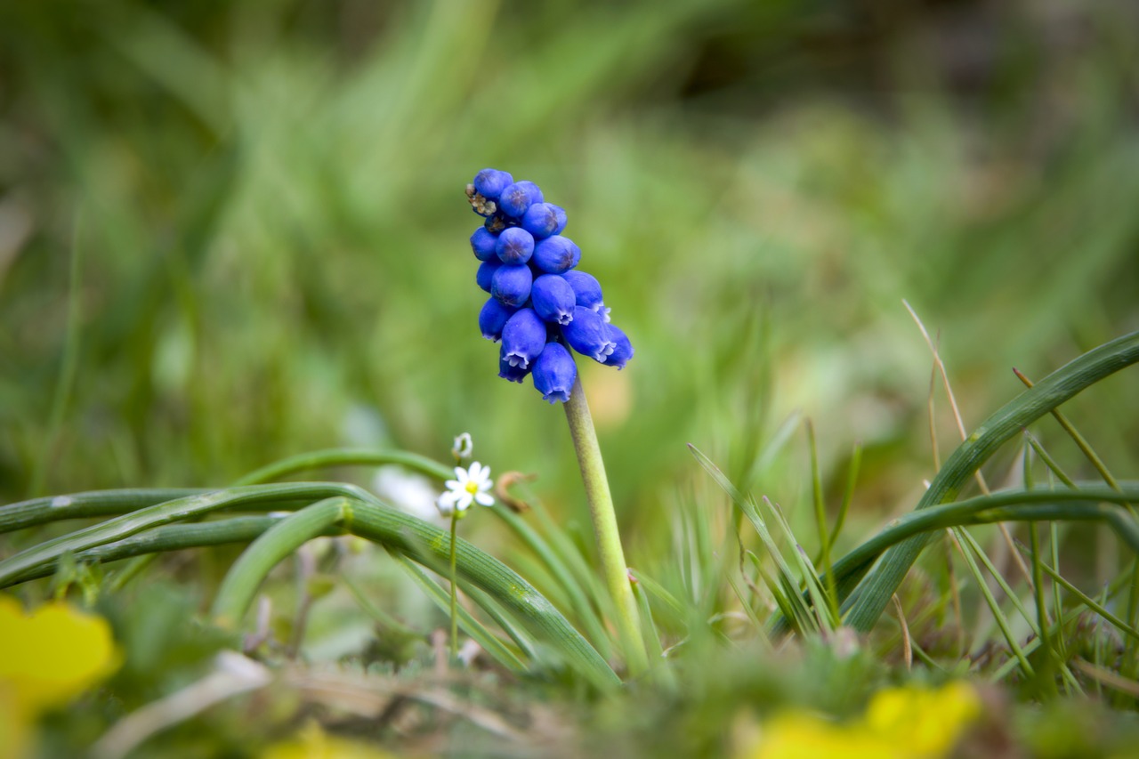 muscari  flower  blue free photo
