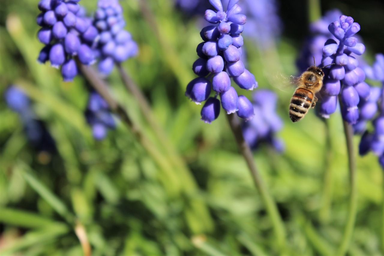 muscari  bee  flowers free photo