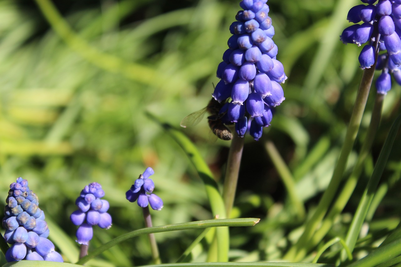 muscari  wasp  flowers free photo