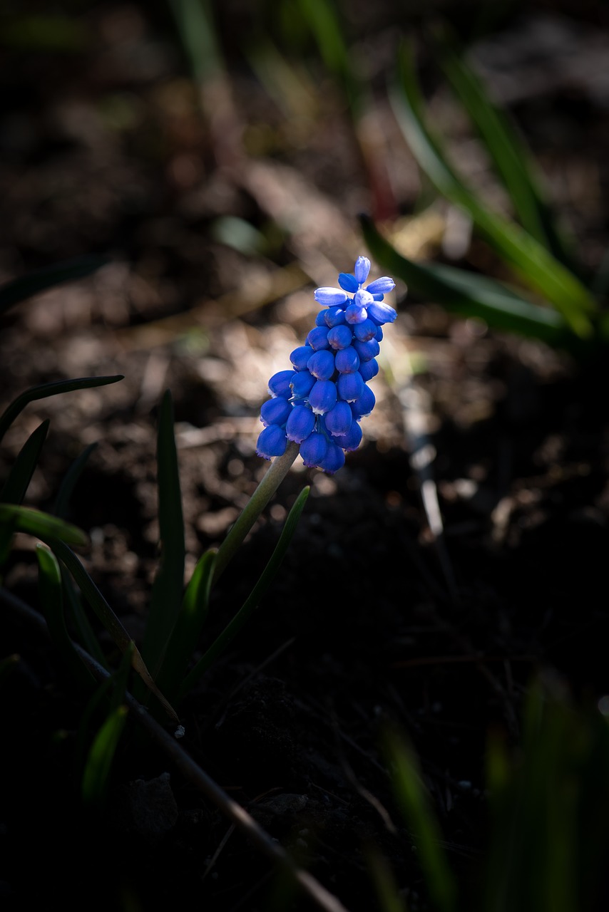 muscari  flower  blue free photo