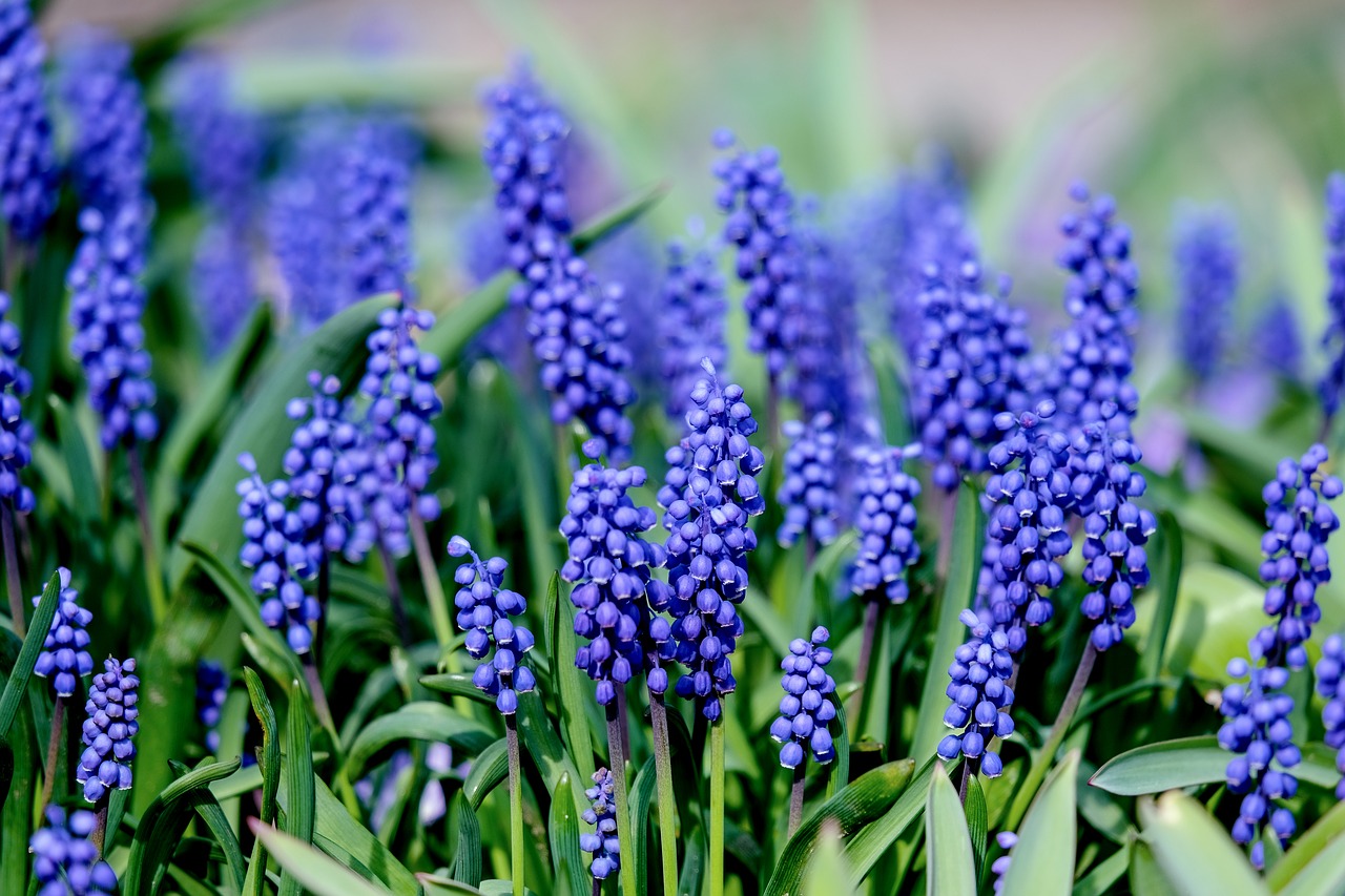 muscari  nature  spring free photo