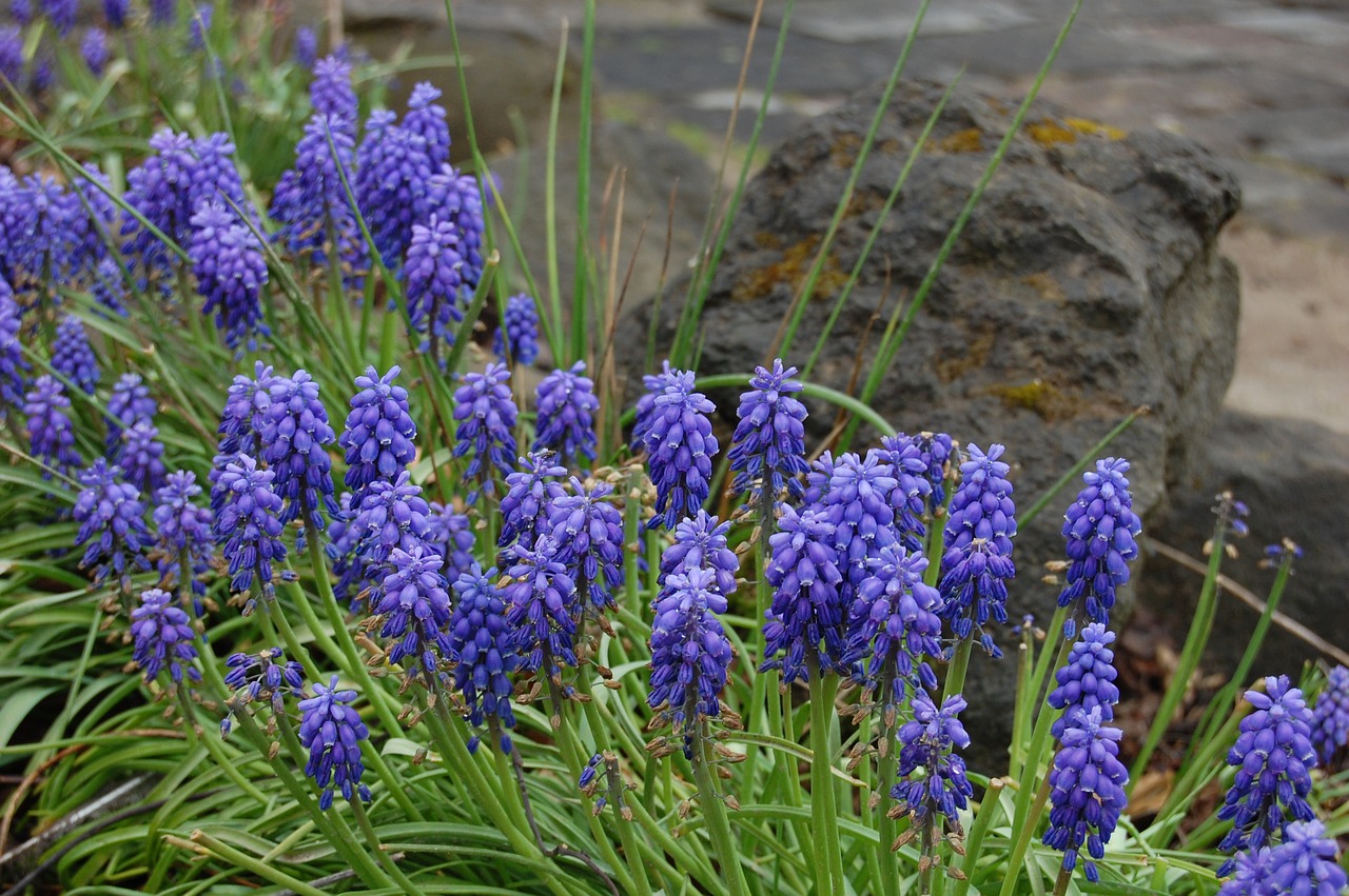 muscari  flowers  blue free photo