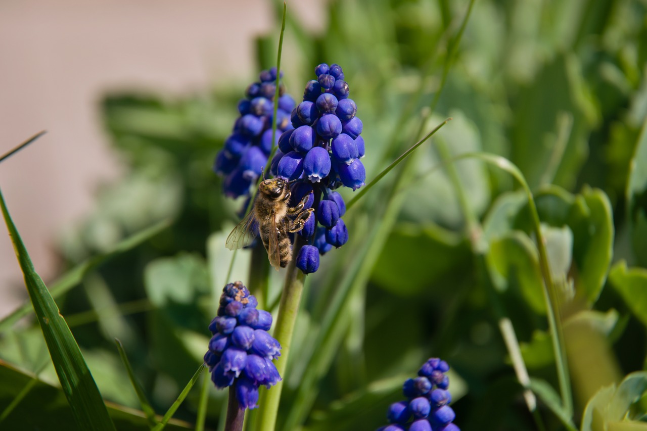 muscari  flower  blue free photo