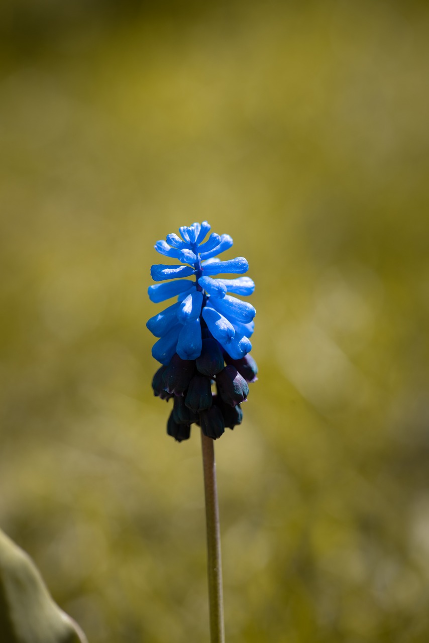 muscari  flower  blue free photo