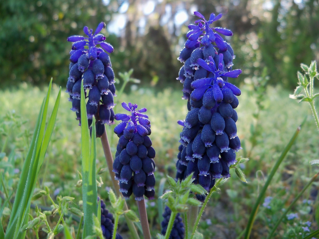 muscari hyacinth purple free photo