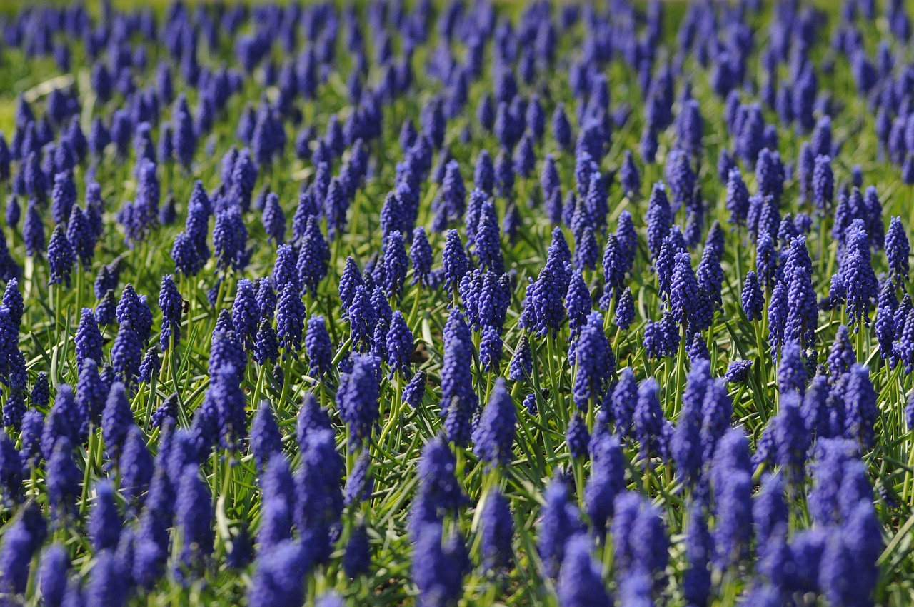 muscari field flower free photo