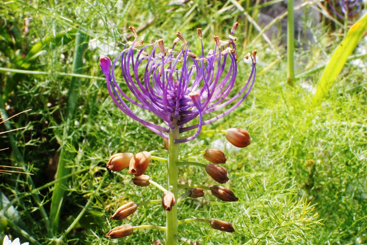 muscari muscari comosum hyacinth free photo