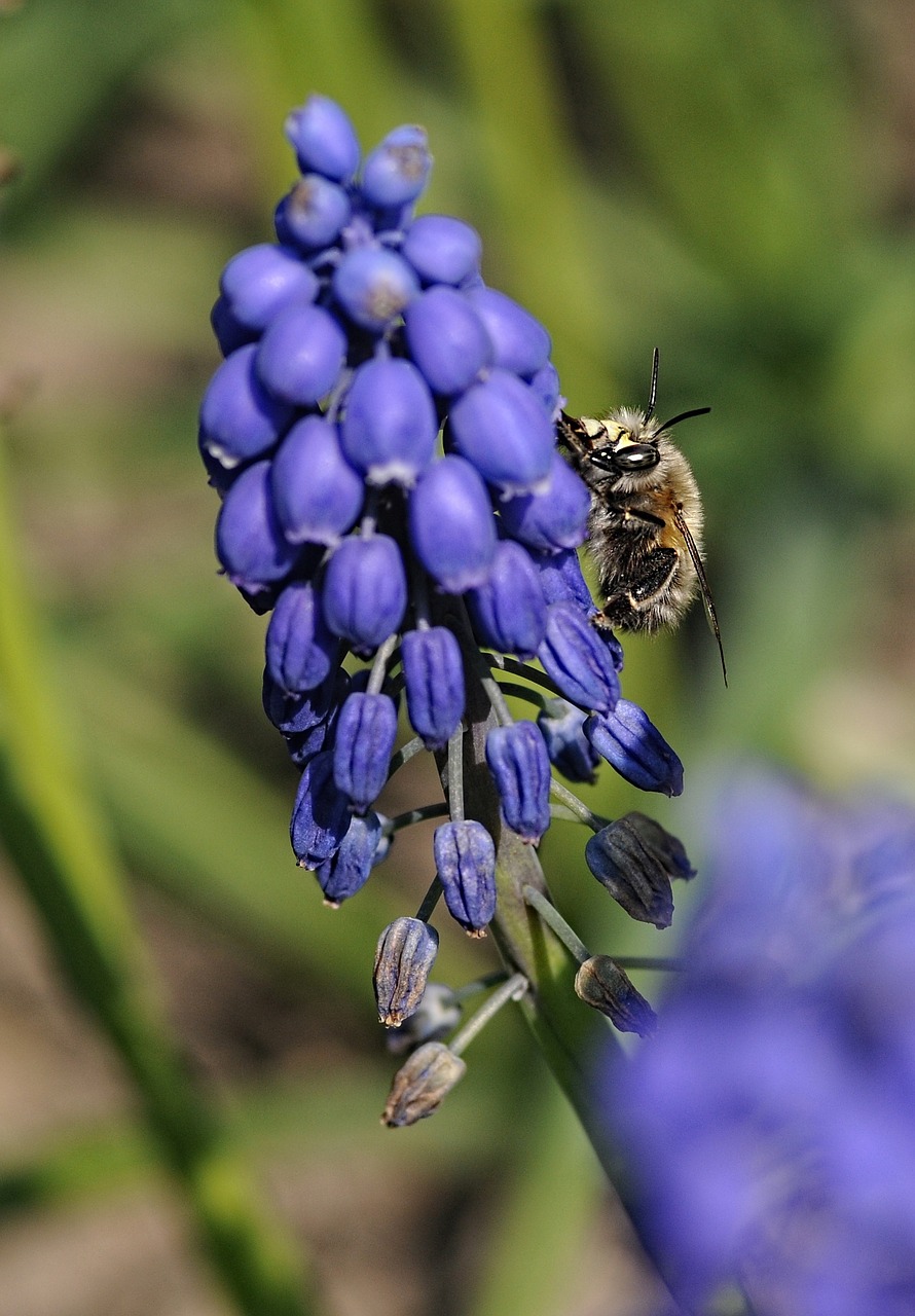 muscari bee flower free photo