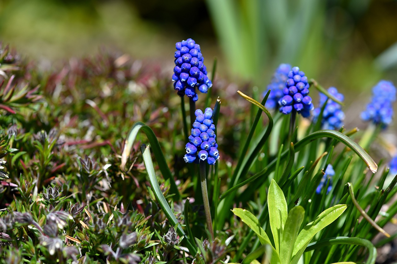 muscari blue spring flower free photo