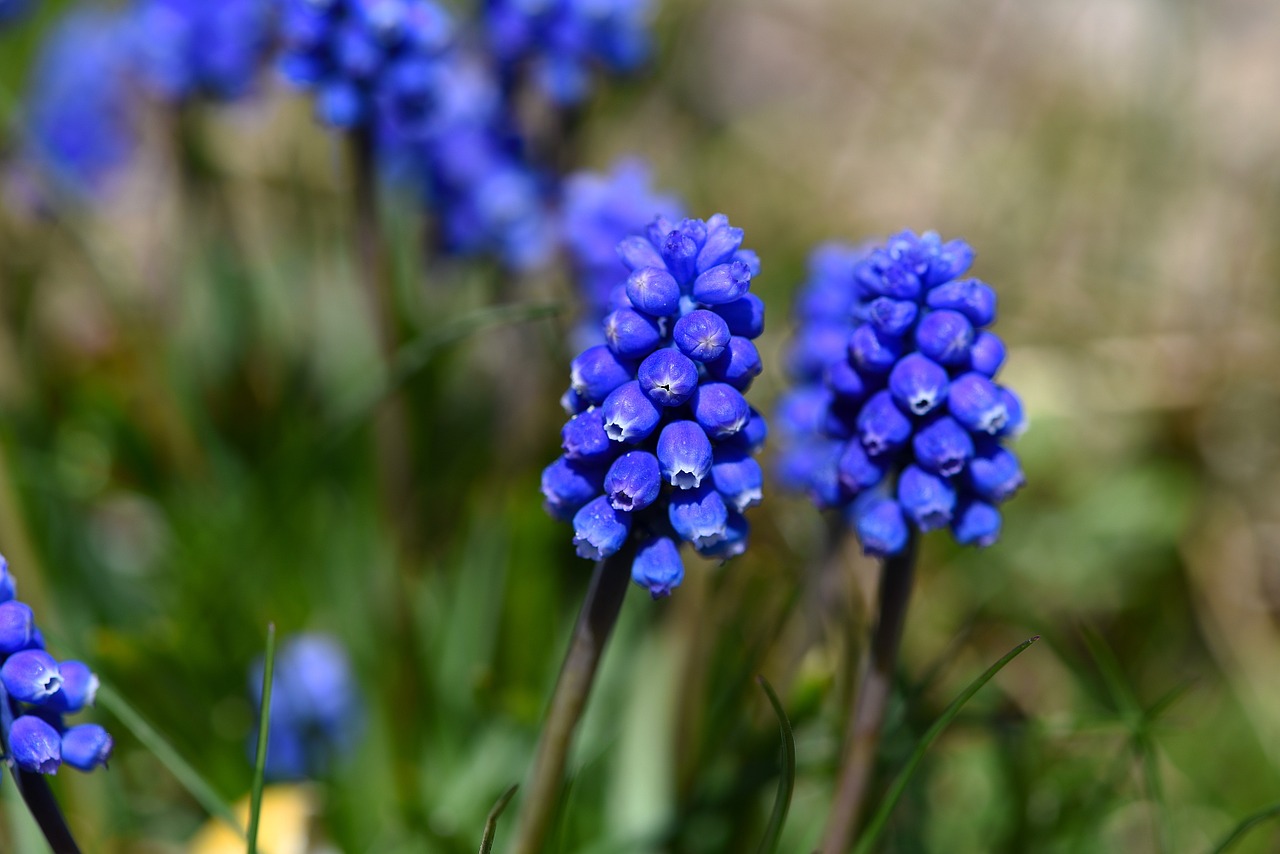 muscari blue spring flower free photo