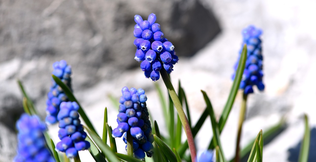 muscari blue spring flower free photo