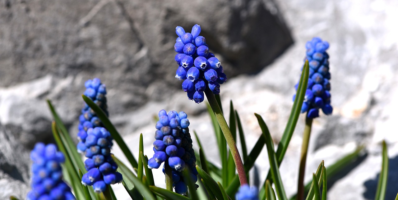 muscari blue spring flower free photo