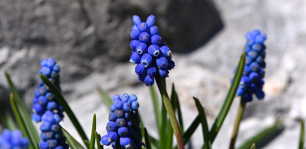 muscari blue spring flower free photo