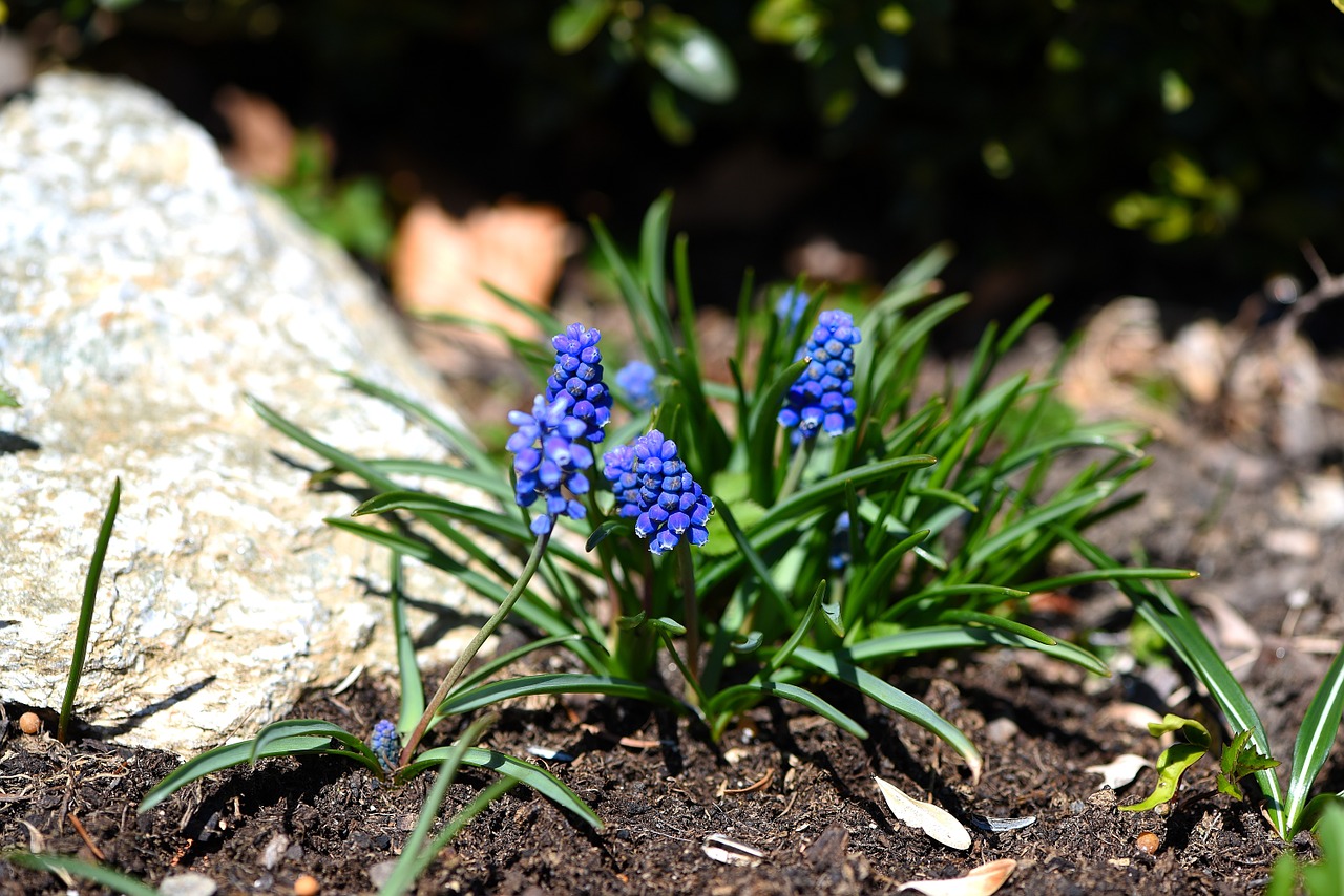 muscari blue spring flower free photo