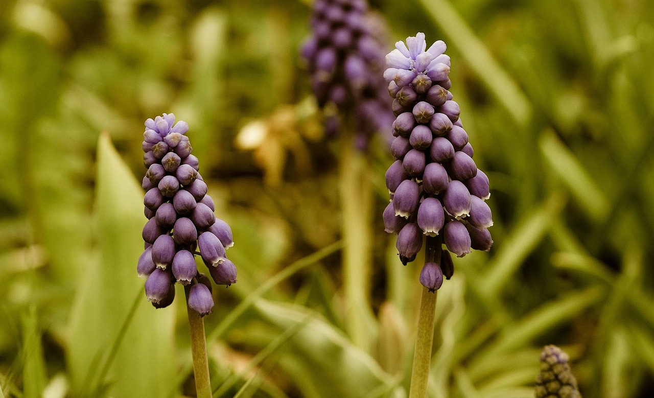 muscari flower spring flower free photo