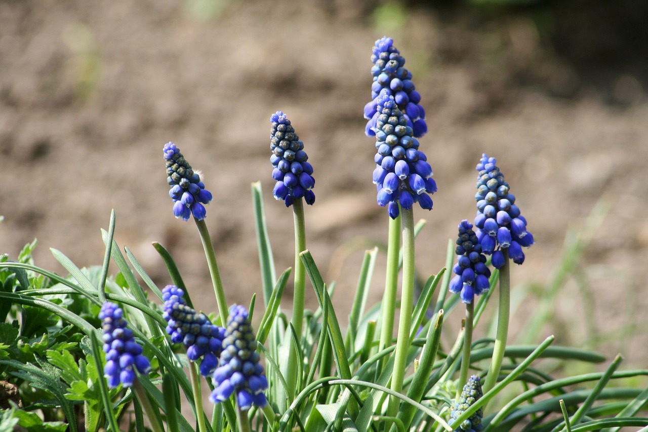 muscari neglectum flower garden free photo