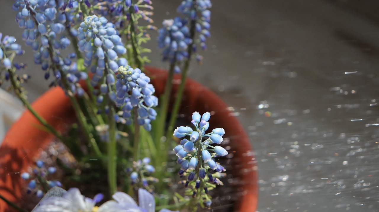 muscat and  trickle  flowers free photo