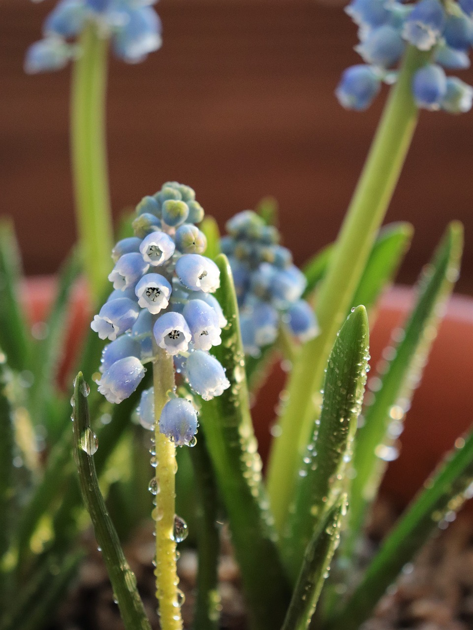 muscat and  trickle  flowers free photo