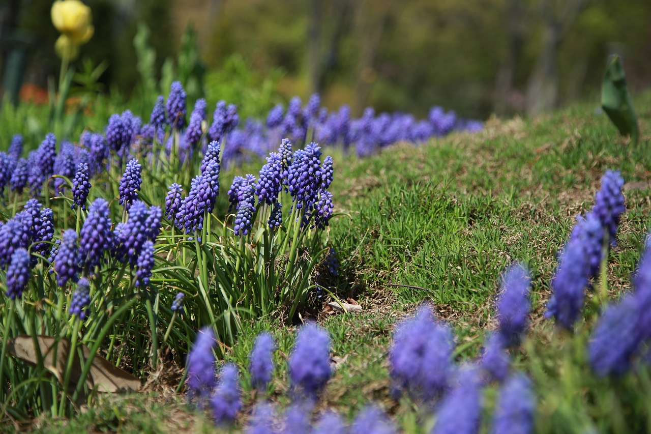 muscat and  hyacinth  wildflower free photo