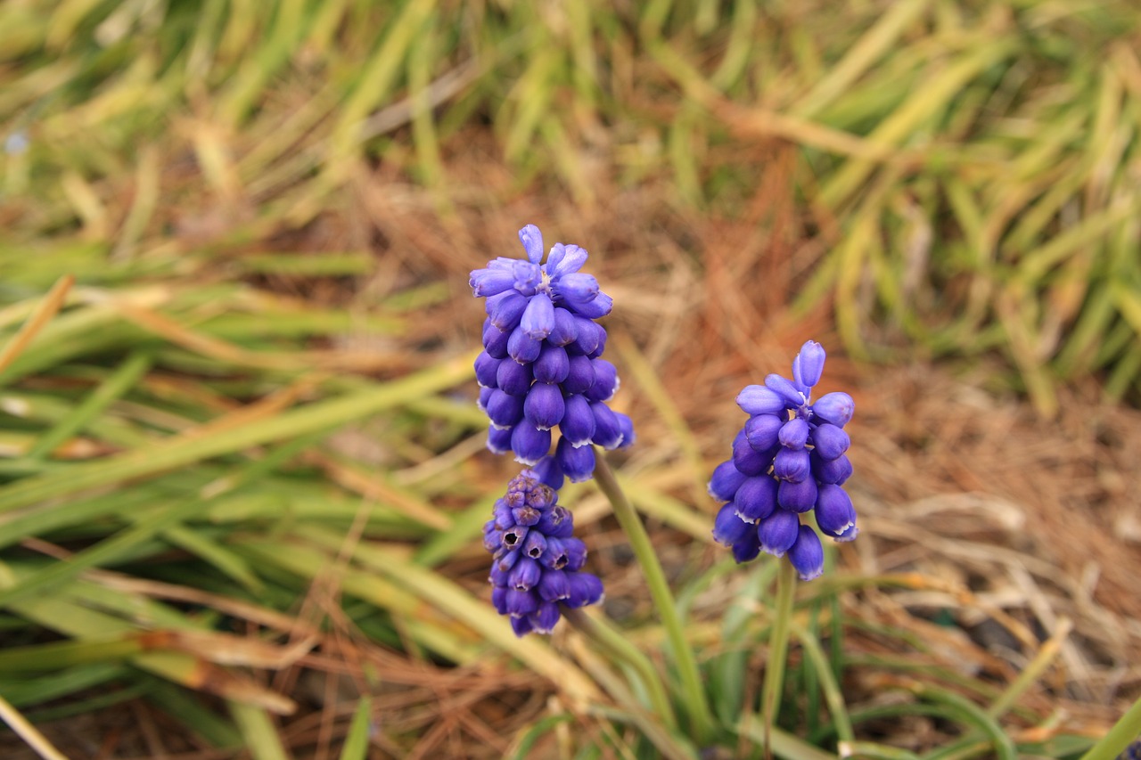 muscat and  muscari  flowers free photo