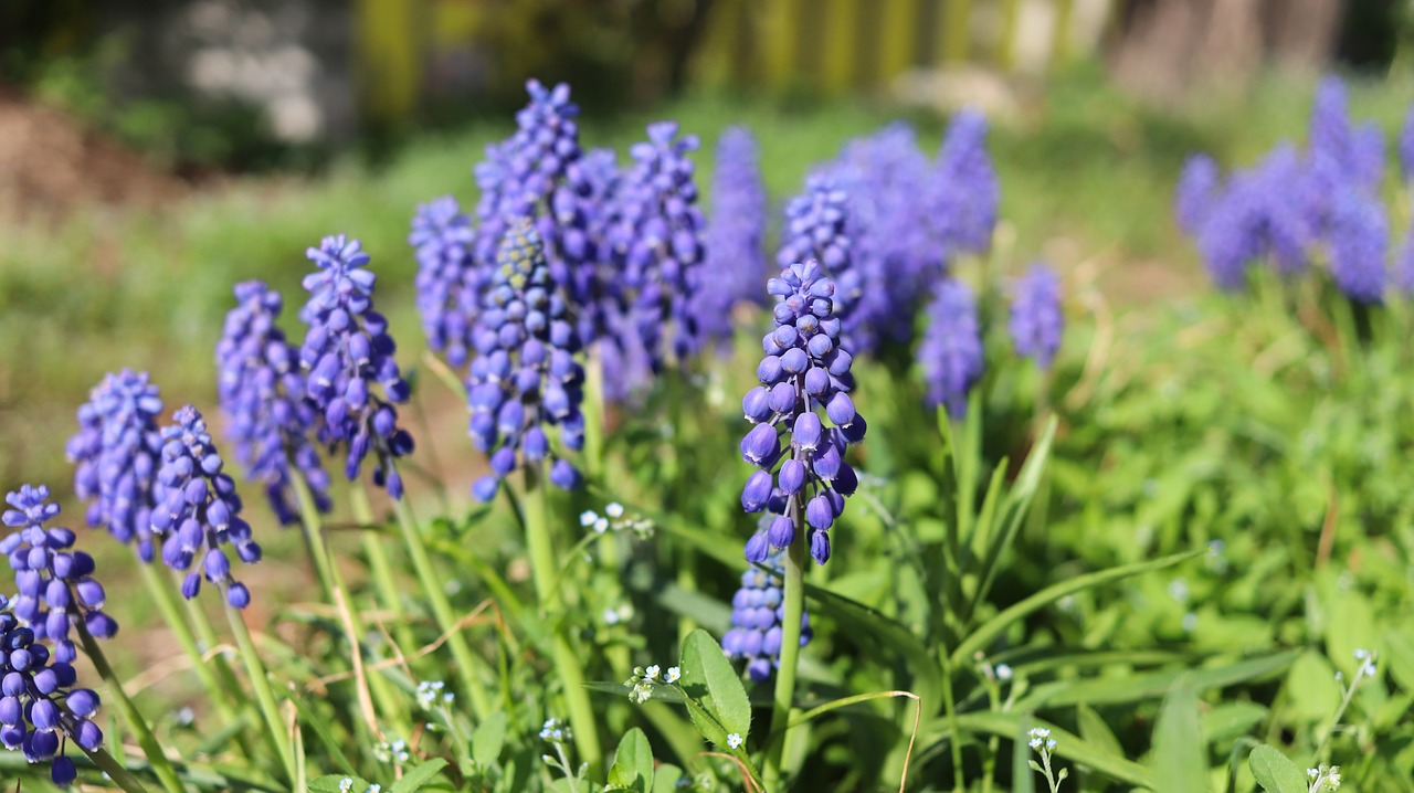 muscat and  grape hyacinth  wildflower free photo