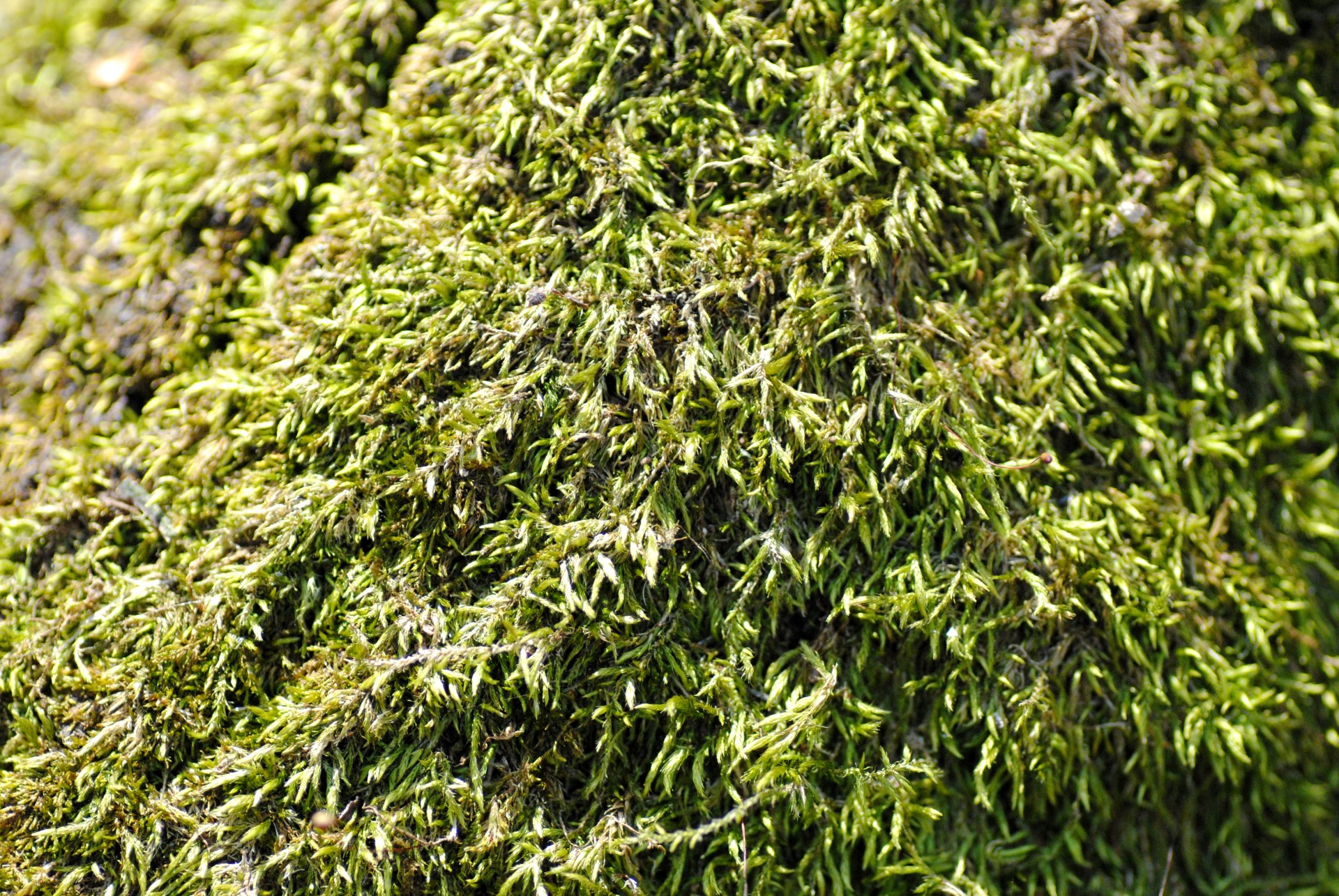 moss green forest free photo