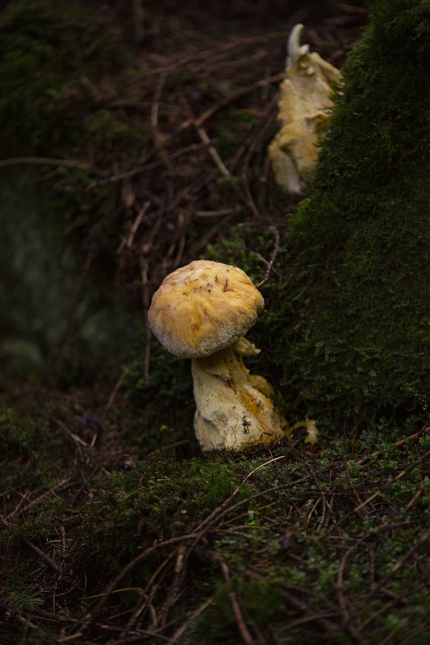 muschroom  mushrooms  the nature of the free photo