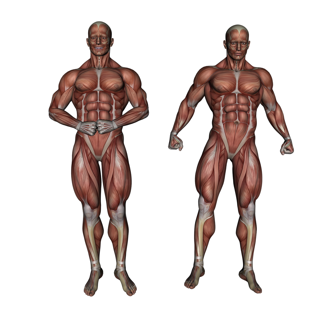 muscle muscular system anatomy free photo