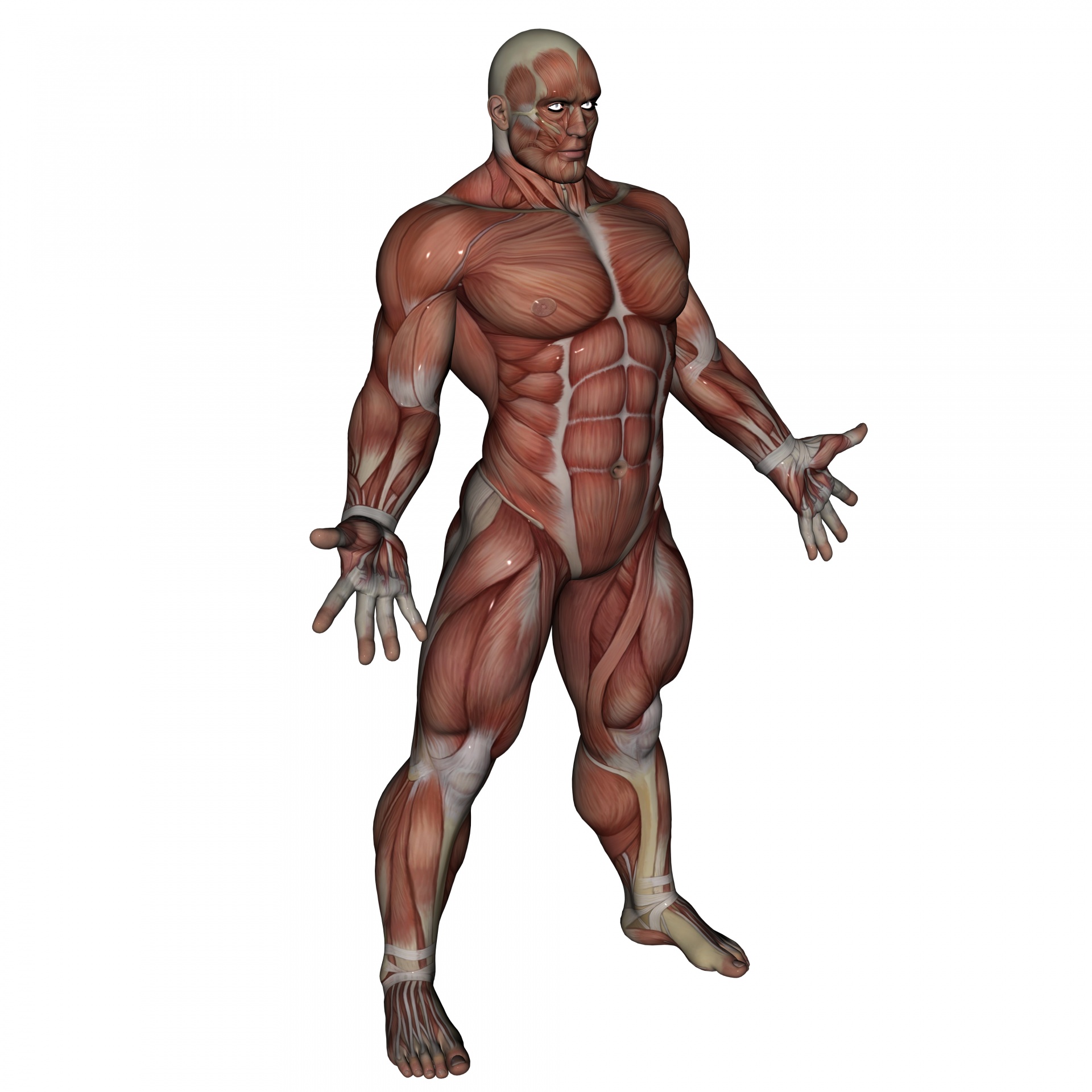 D muscle. Мускулы человека. Muscle 3д man. Человек без мышц арт. Мышцы 3d.