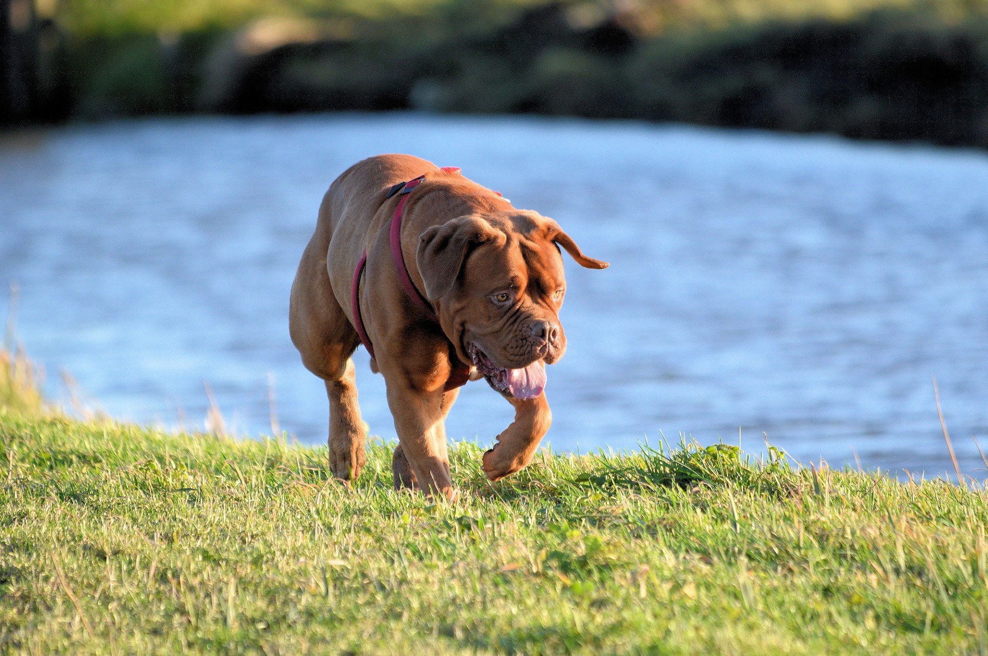 bordeaux dog pet dog free photo