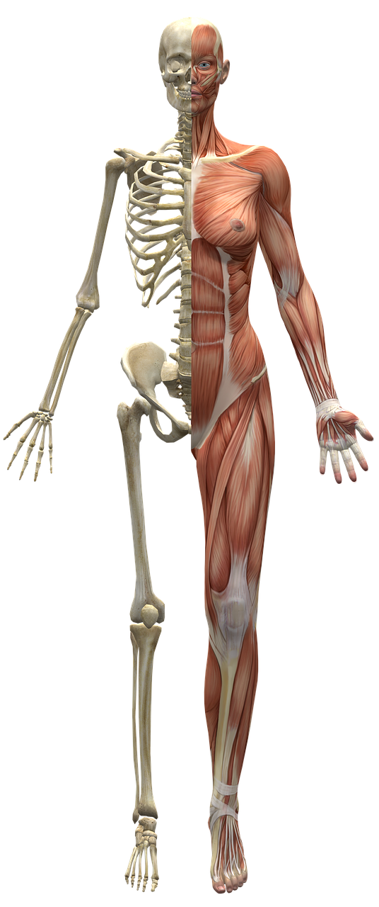 muscles skeleton half body free photo