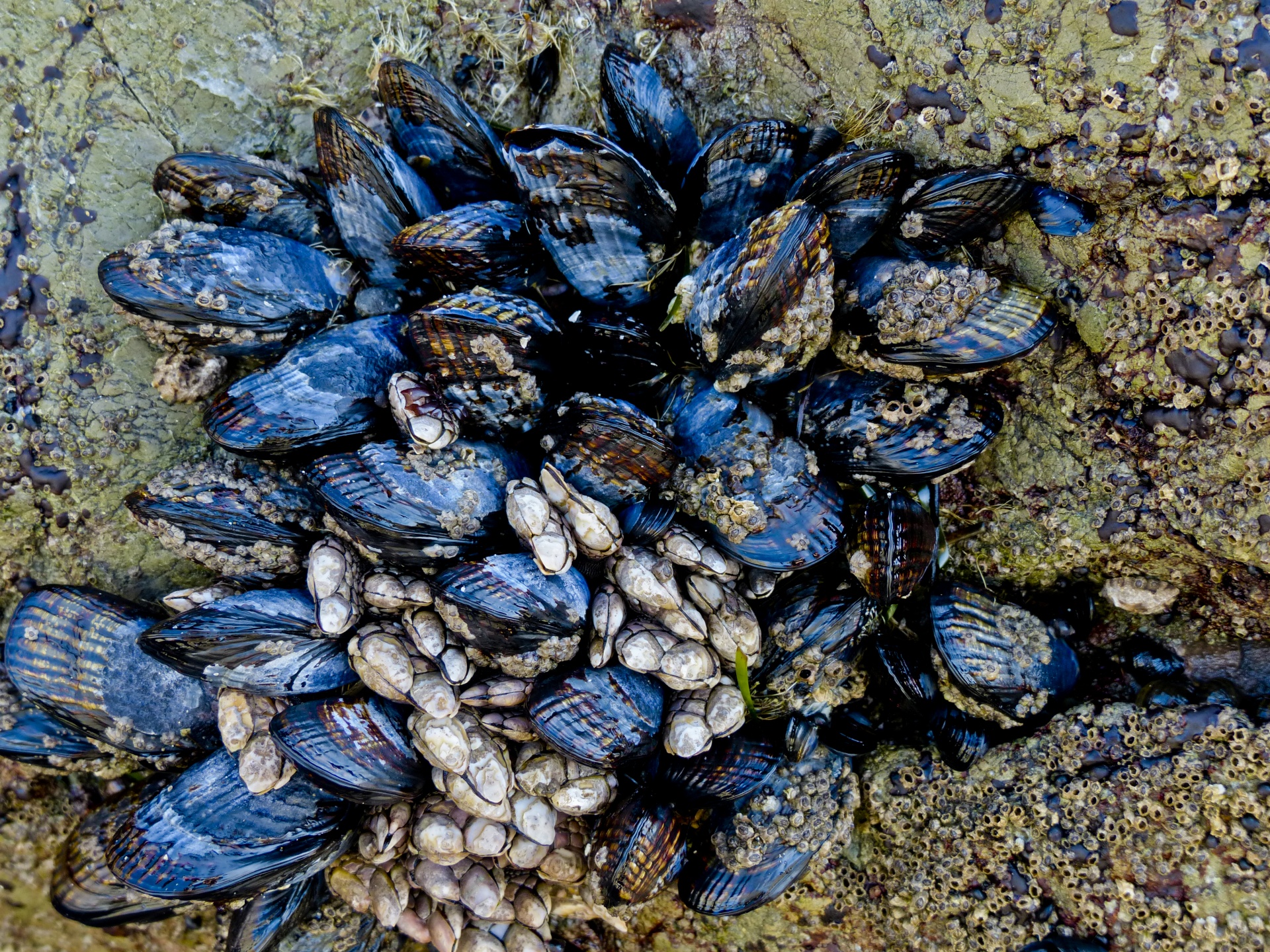 mussels background shells free photo